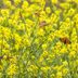 Support the Painted Lady Butterfly Life Cycle