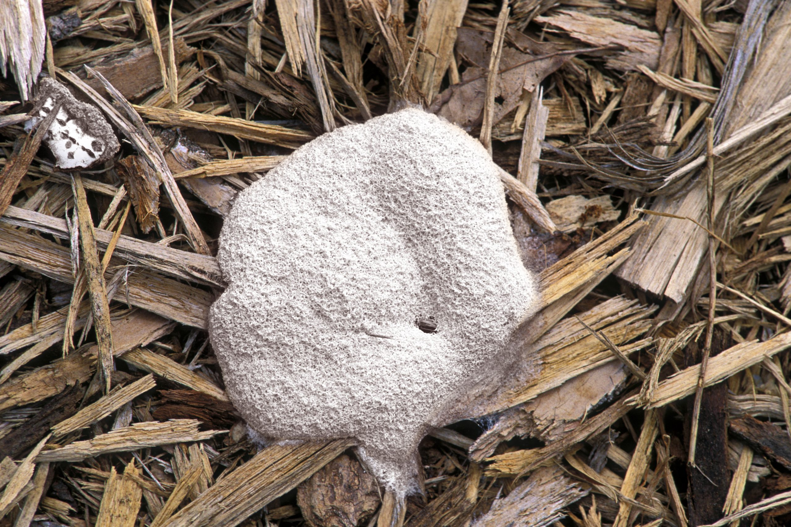 If You See White Stuff on Your Mulch, This is What it Means