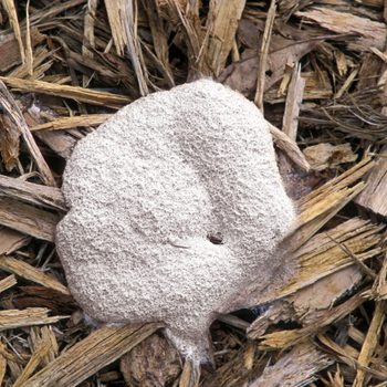 Stationary Phase Of Common And Conspicuous Slime Mold Fuligo Septica Aethalium Which Produces Spores Inside