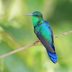 Rainbow Flyers: Brilliant Hummingbird Colors