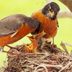 Do American Robins Mate For Life?