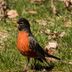 If You See a Robin Bird, Here's What It Means