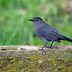 How to Identify and Attract a Gray Catbird