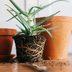 Too Many Roots? How to Fix a Root Bound Plant