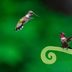 Faithful or a Fling: Do Hummingbirds Mate for Life?