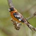 How to Identify a Black-Headed Grosbeak