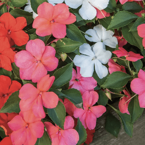 beacon impatiens, annuals that attract hummingbirds