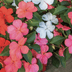 Disease-Resistant Beacon Impatiens Adds Color to Shade