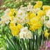 10 Best Daffodil Bulbs to Plant