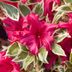 Add Glamour to Your Yard With Bollywood Azalea