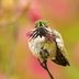 Calliope Hummingbird: Smallest Bird in the U.S.