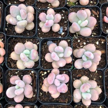 Pink Moonstone Succulent Ecomm Via Etsy Com