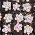 12 Perfectly Pink Succulents for Your Home