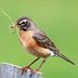 Will a Robin Use a Bird House?