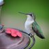 Hummingbird Feet: Can Hummingbirds Walk?