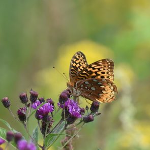 fuzzy flower butterflies