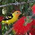 Grow a Crimson Bottlebrush Shrub for Pollinators