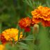 October Birth Flower Marigold Gift Guide