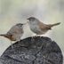 Attract and Identify a Northern House Wren