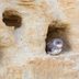 Ground Nesting Birds: Safe and Sound Underground