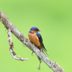 8 Types of Swallow Birds You Should Know