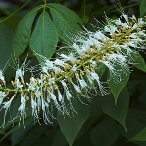 shrubs for shade, Bottlebrush buckeye flowers