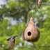 How to Make a Purple Martin Gourd House