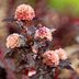 How to Grow a Fireside Ninebark Shrub