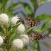 Grow Buttonbush to Attract Butterflies and Pollinators