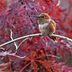 Hummingbird Male Vs Female: How to Tell the Difference