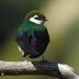 How to Identify a Violet-Green Swallow