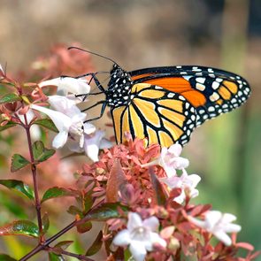 fast growing shrubs