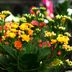 How to Grow and Care for Kalanchoe, Indoors and Outdoors