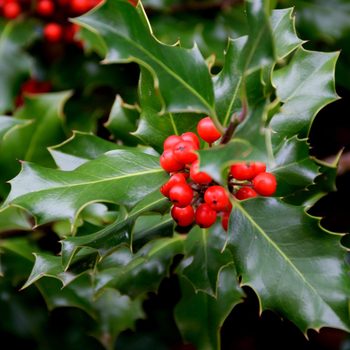 branch of Holly berries