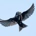 Do Purple Martins Eat Mosquitoes?