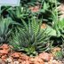 Add Haworthia, or Zebra Plant, to Your Succulent Collection