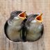 Swallows Nest Types and Nesting Habits