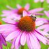 Coneflower 101: Care Tips, New Varieties and More