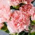 January Birth Flower Gift Guide