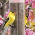 Offer Nyjer Seed to Attract More Finches