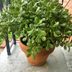 Does Your Jade Plant Need Repotting?