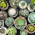 How to Take Care of Succulents, Inside or Outdoors