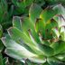 Grow a Flock of Hens and Chicks Plants