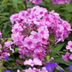 Grow Garden Phlox for Jumbles of Fragrant Blooms