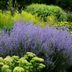 Grow Russian Sage Plants for Fall Color