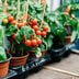 Top 10 Easy Vegetables to Grow in Your Garden