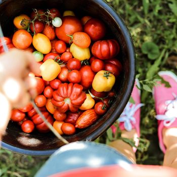 Woman Holding A Bucket With Tomatoes Freshly Plucked From The V