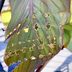 Canna Leaf Rollers Are the Bugs Eating Your Cannas