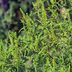 Ragweed vs Goldenrod: Whatâ€™s Growing in Your Yard?