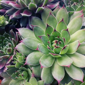 Succulent Plants Set Background